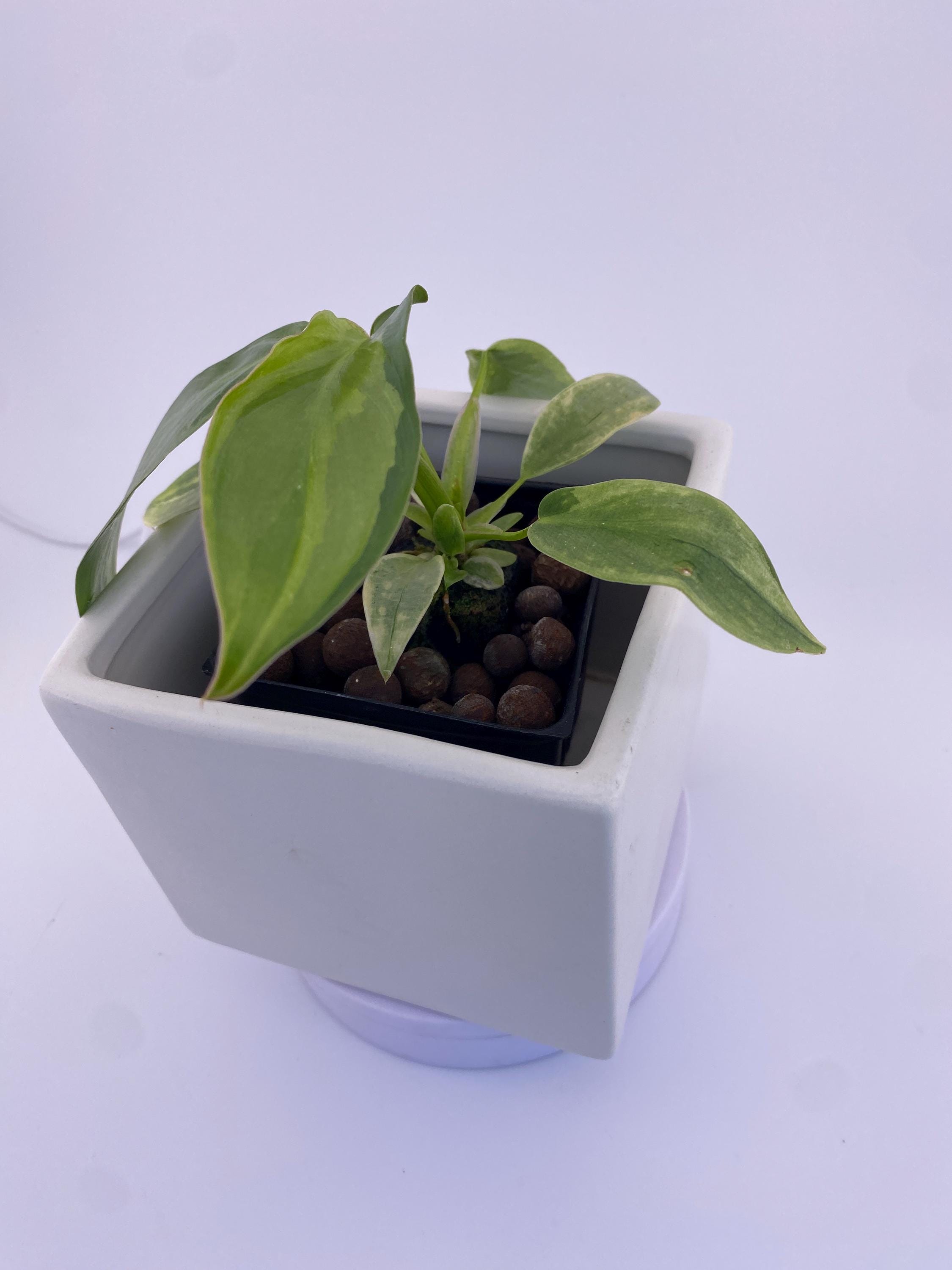 Philodendron Variegated Longilobatum * Exact Plant
