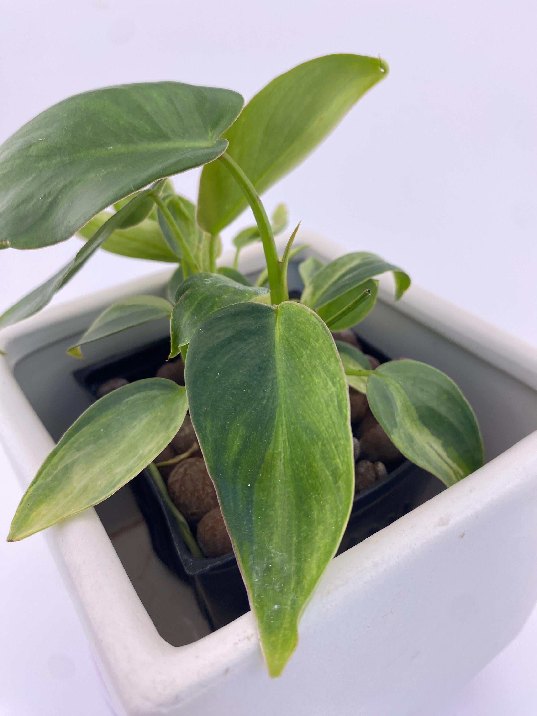 Philodendron Variegated Longilobatum * Exact Plant