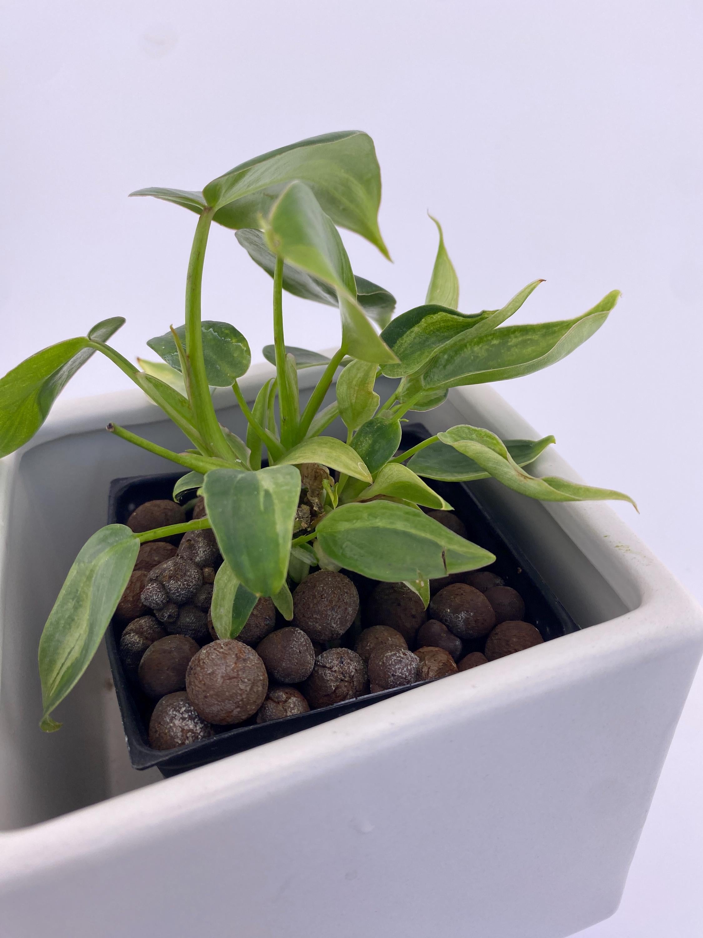 Philodendron Variegated Longilobatum * Exact Plant
