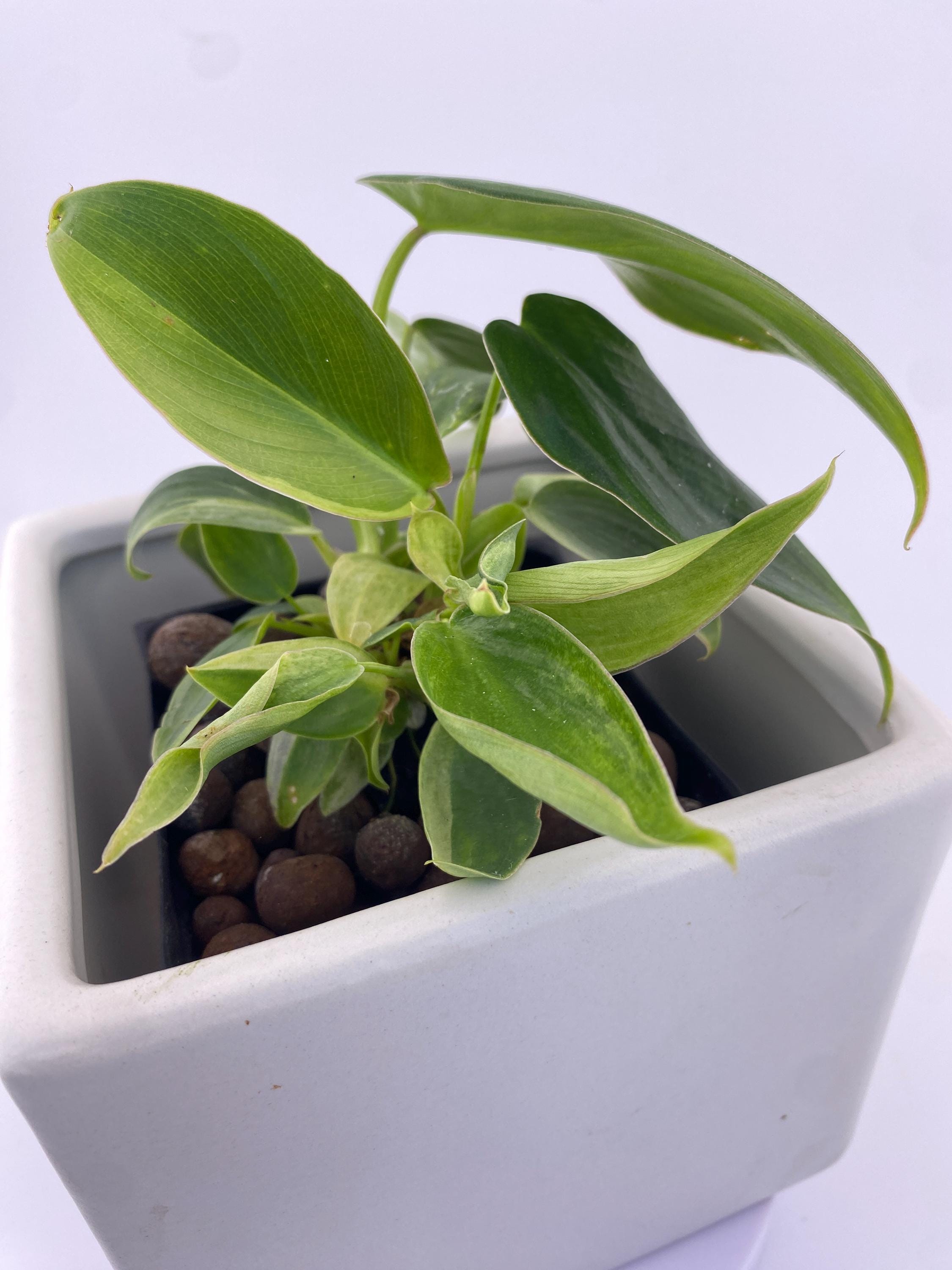 Philodendron Variegated Longilobatum * Exact Plant