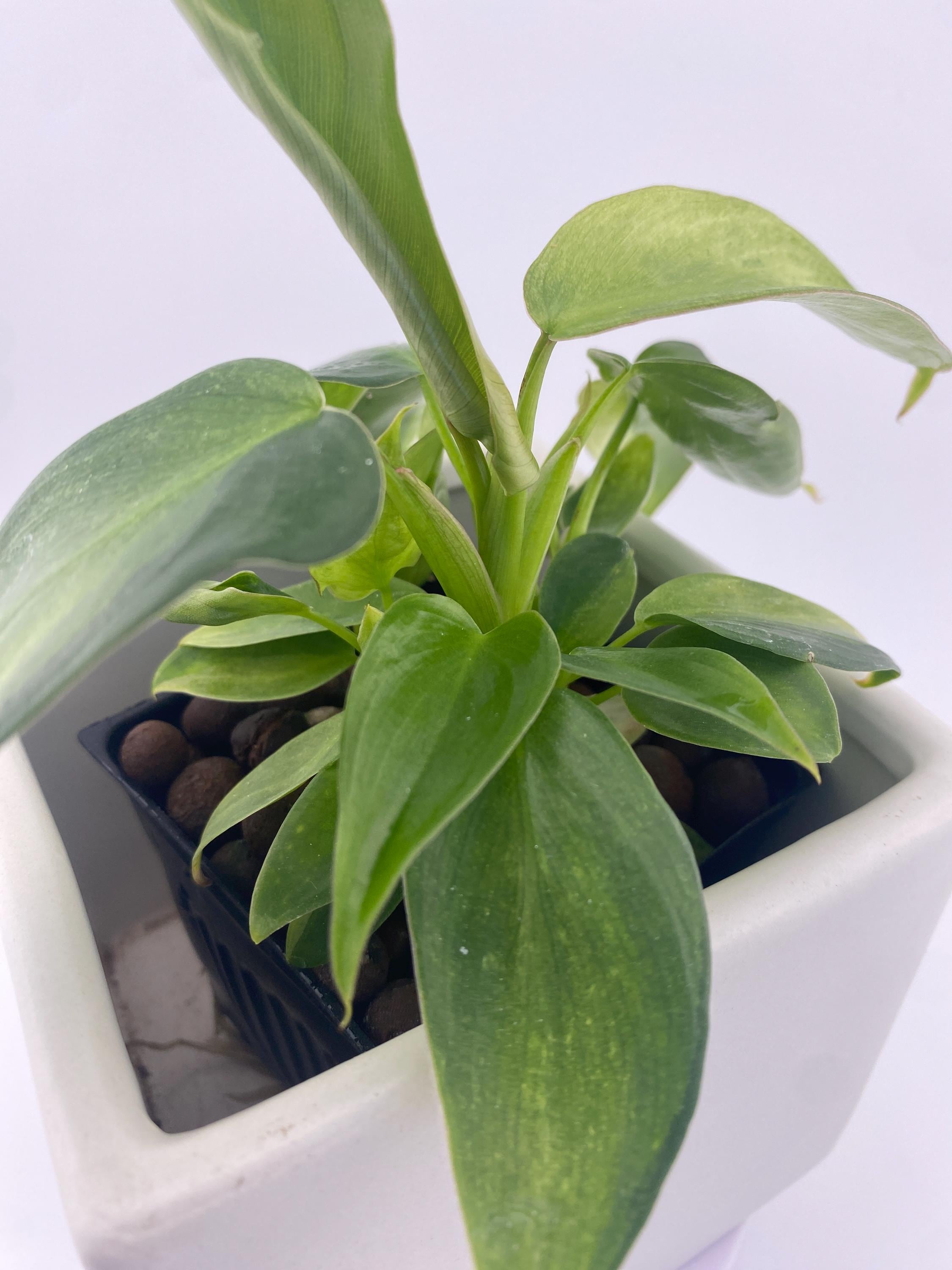 Philodendron Variegated Longilobatum * Exact Plant