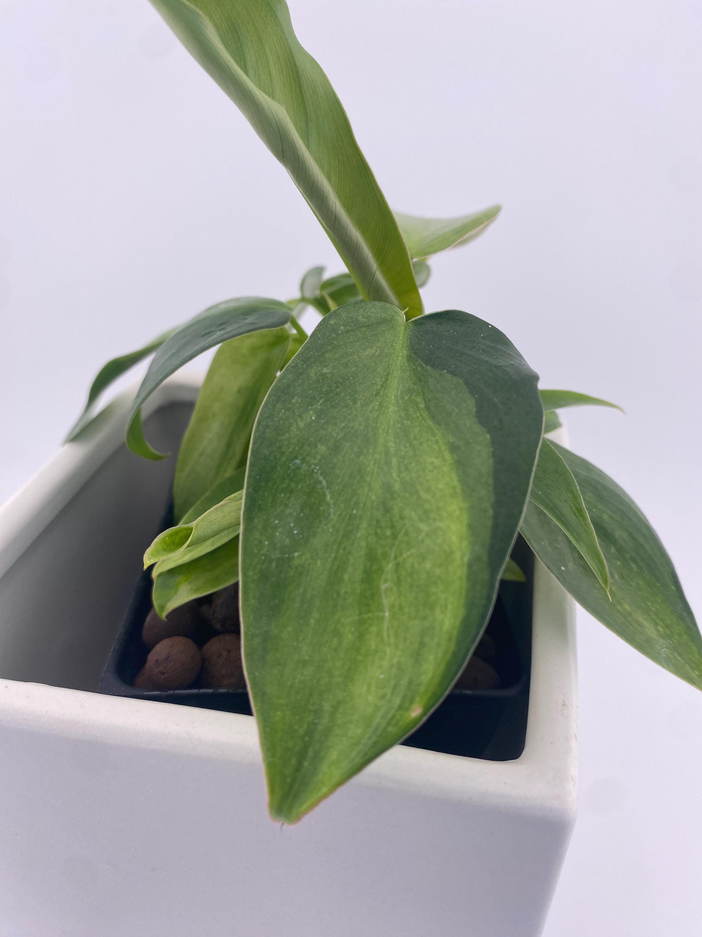 Philodendron Variegated Longilobatum * Exact Plant