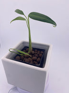 Monstera Burle Marx Flame, exact young plant