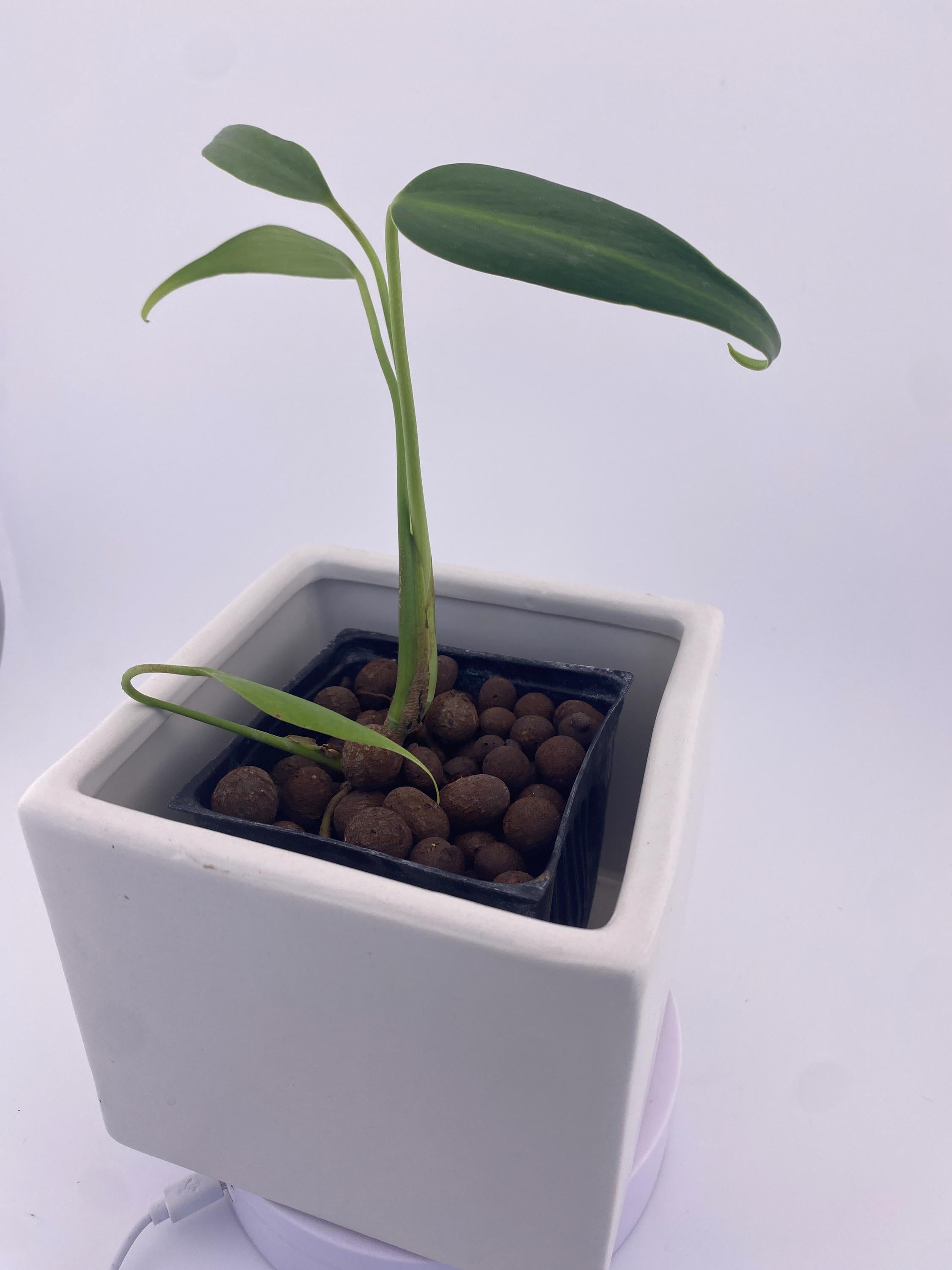 Monstera Burle Marx Flame, exact young plant