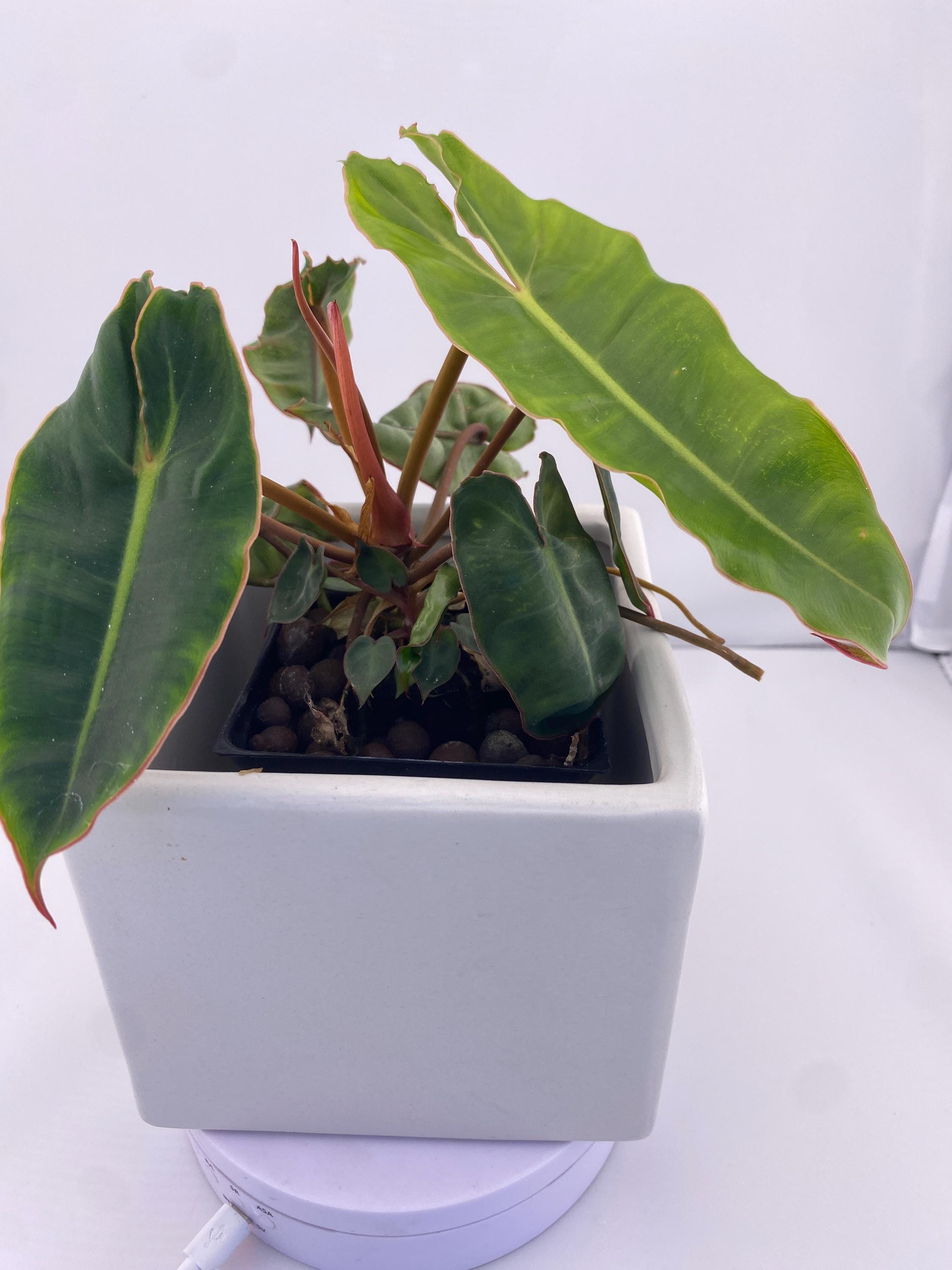 Philodendron Billietiae * Exact Plant *