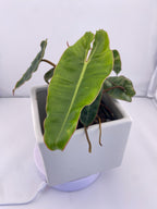 Philodendron Billietiae * Exact Plant *