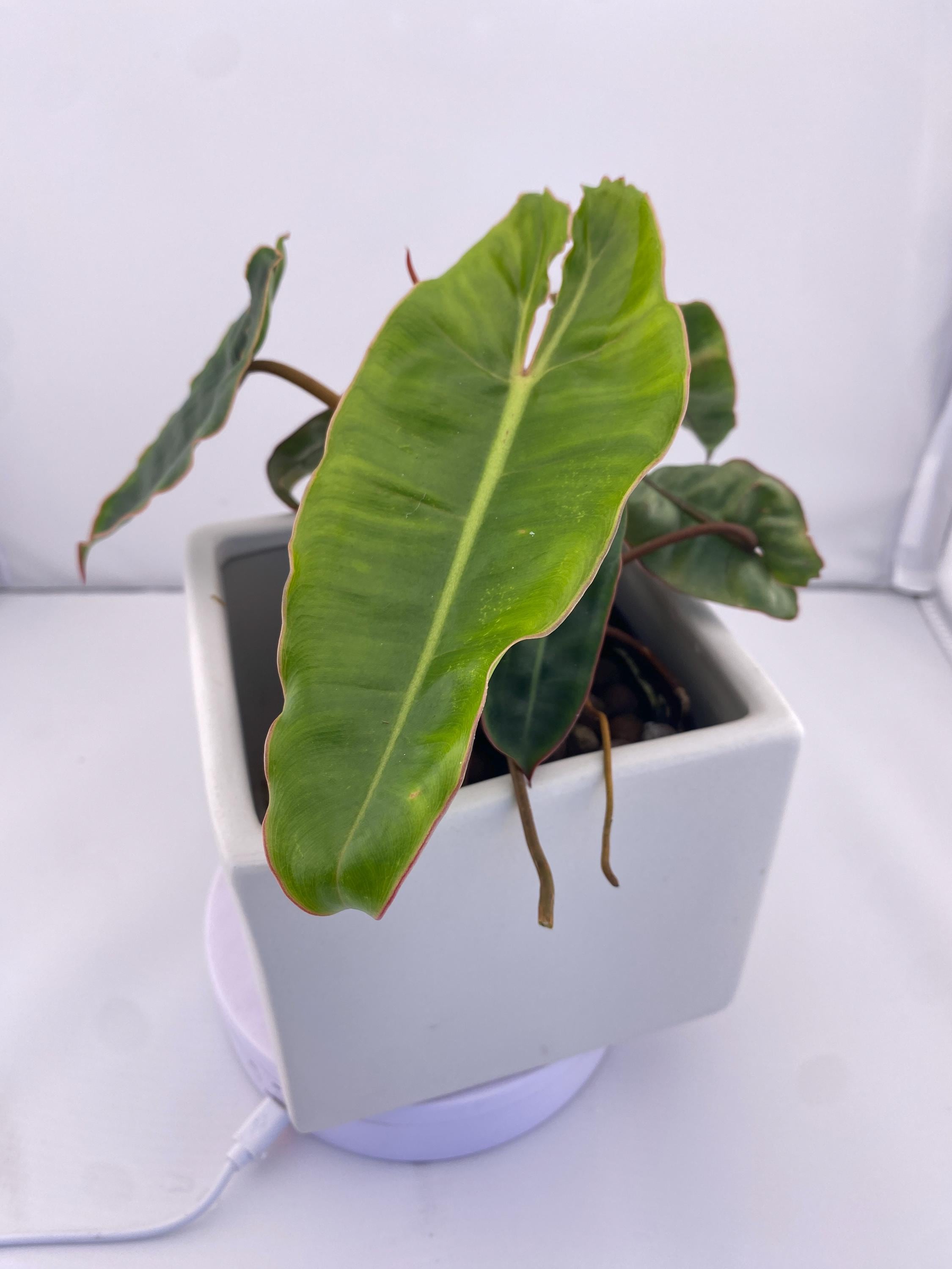Philodendron Billietiae * Exact Plant *