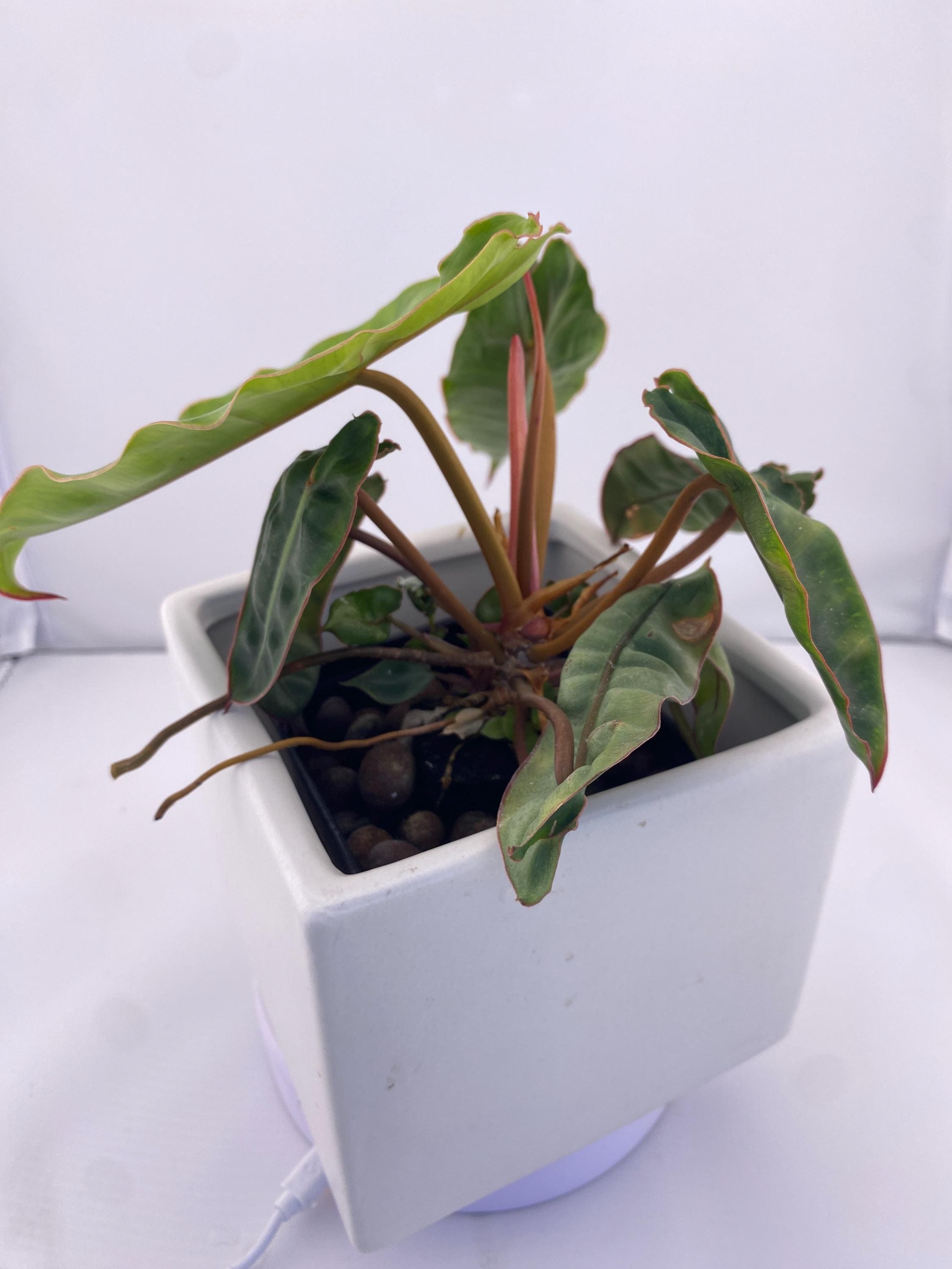 Philodendron Billietiae * Exact Plant *