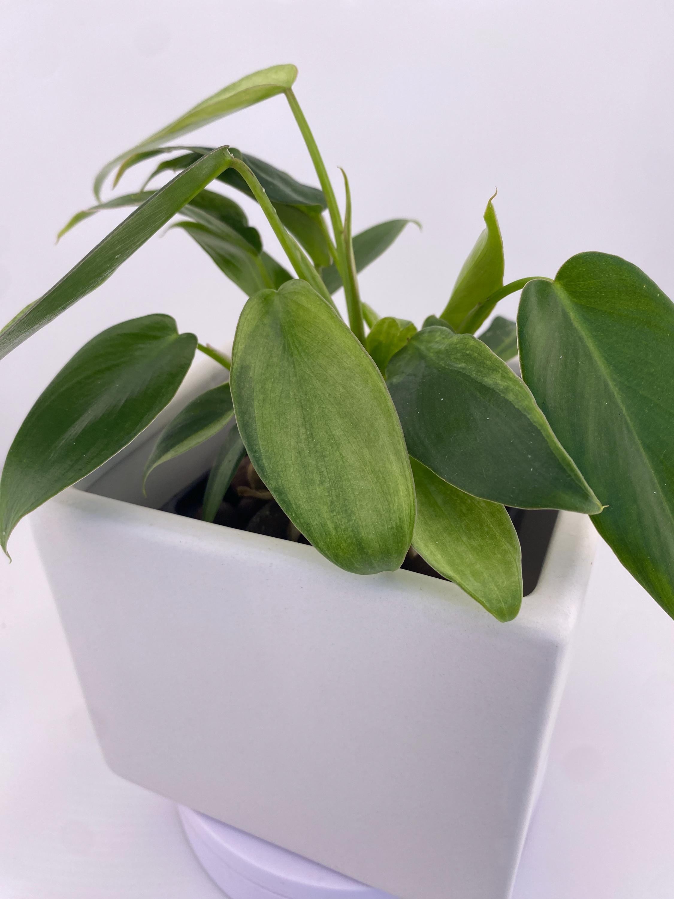 Philodendron Variegated Longilobatum * Exact Plant