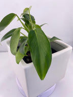 Philodendron Variegated Longilobatum * Exact Plant