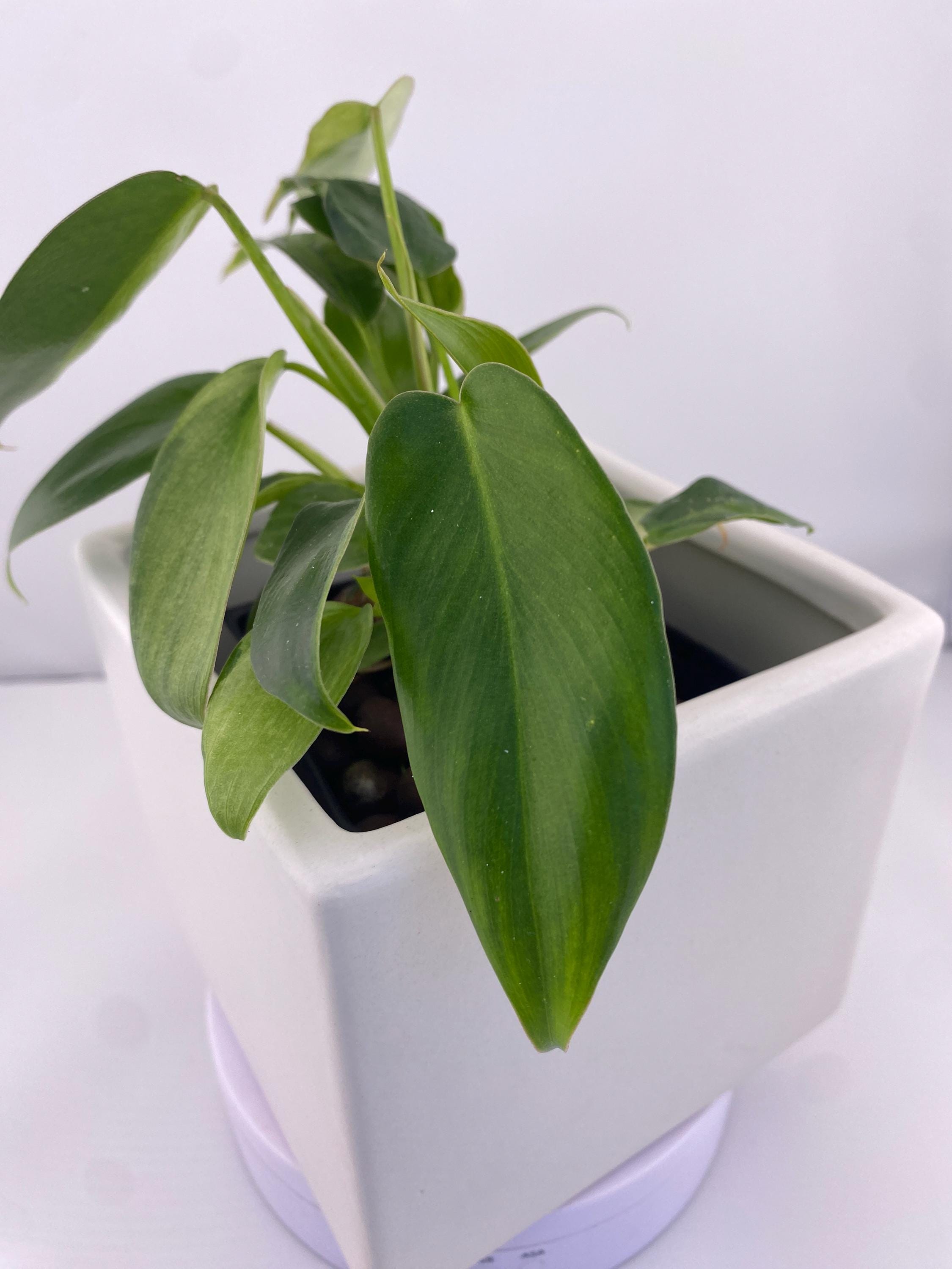 Philodendron Variegated Longilobatum * Exact Plant