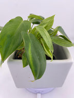 Philodendron Variegated Longilobatum * Exact Plant