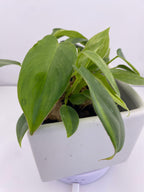 Philodendron Variegated Longilobatum * Exact Plant