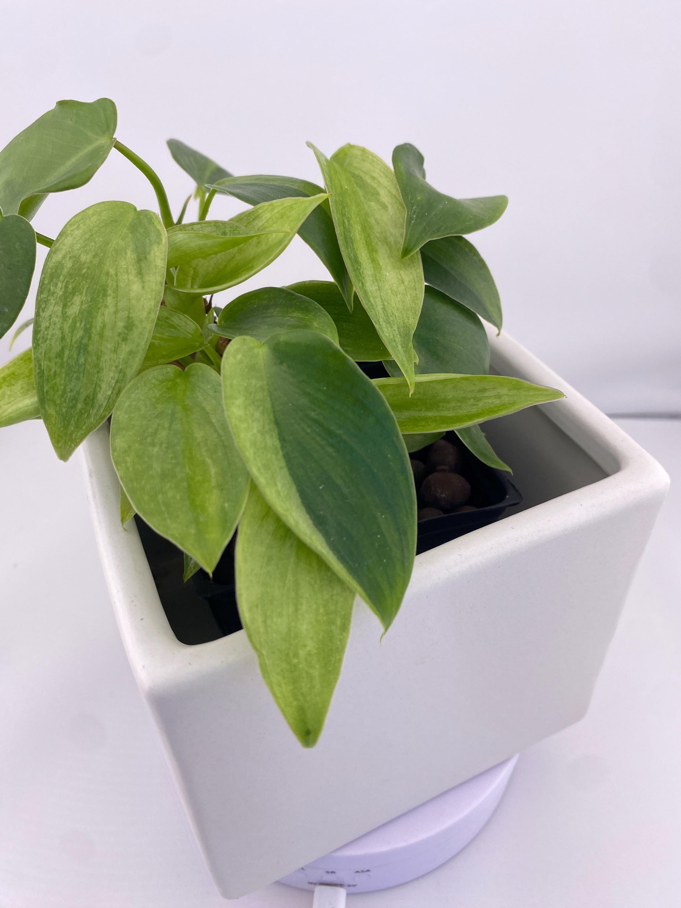 Philodendron Variegated Longilobatum * Exact Plant