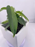Philodendron Variegated Longilobatum * Exact Plant