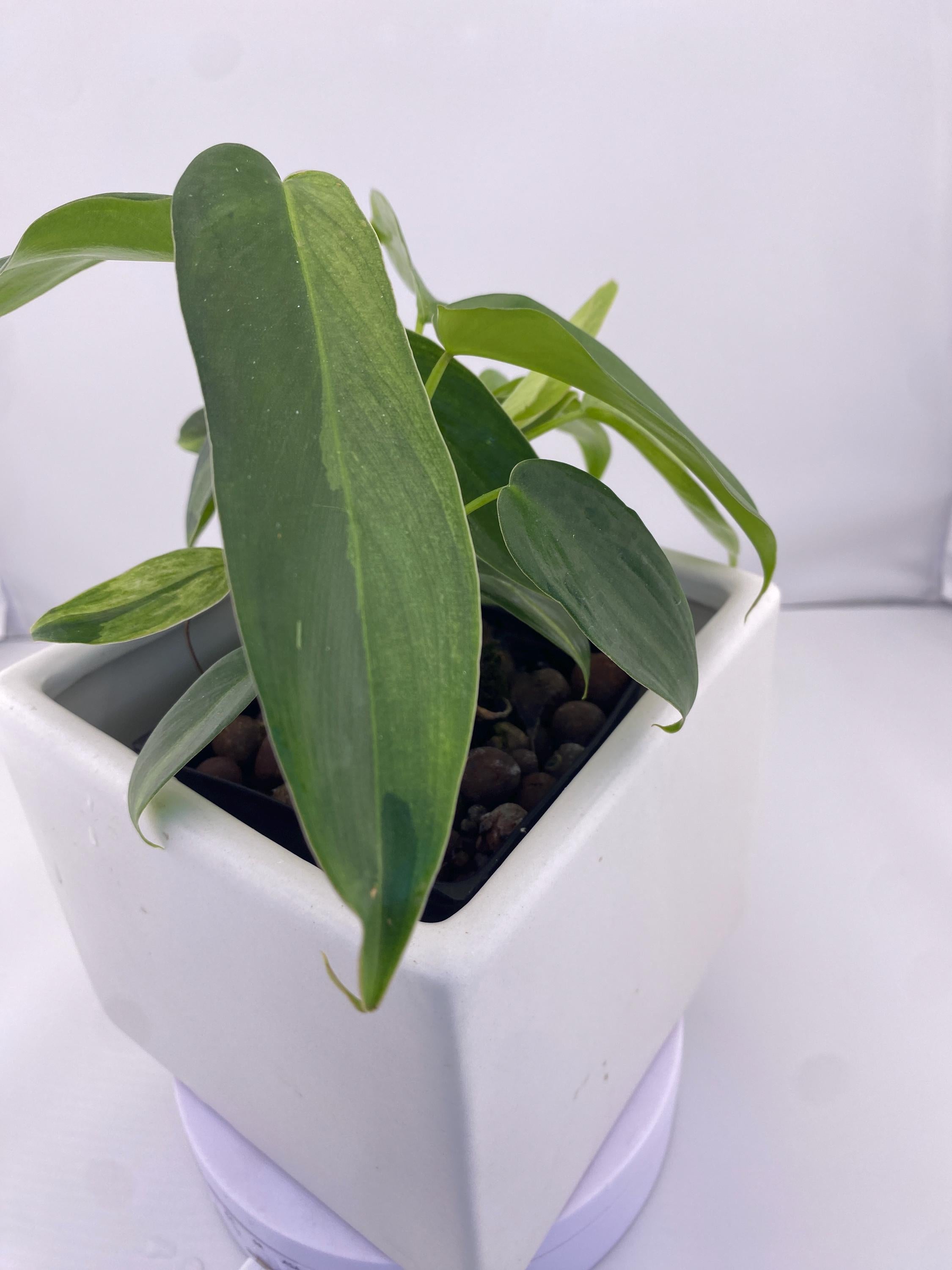 Philodendron Variegated Longilobatum * Exact Plant