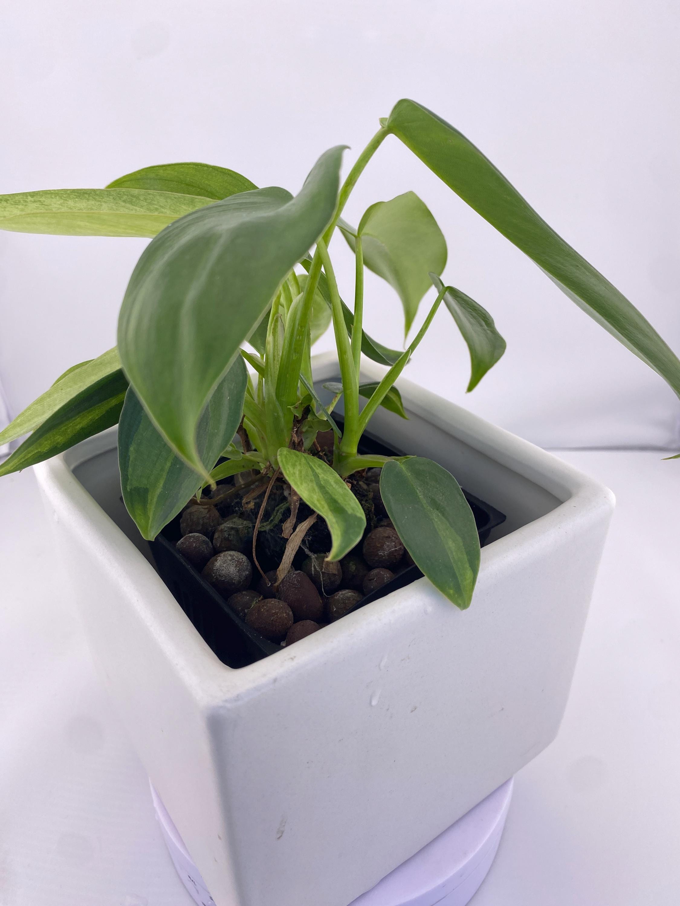 Philodendron Variegated Longilobatum * Exact Plant