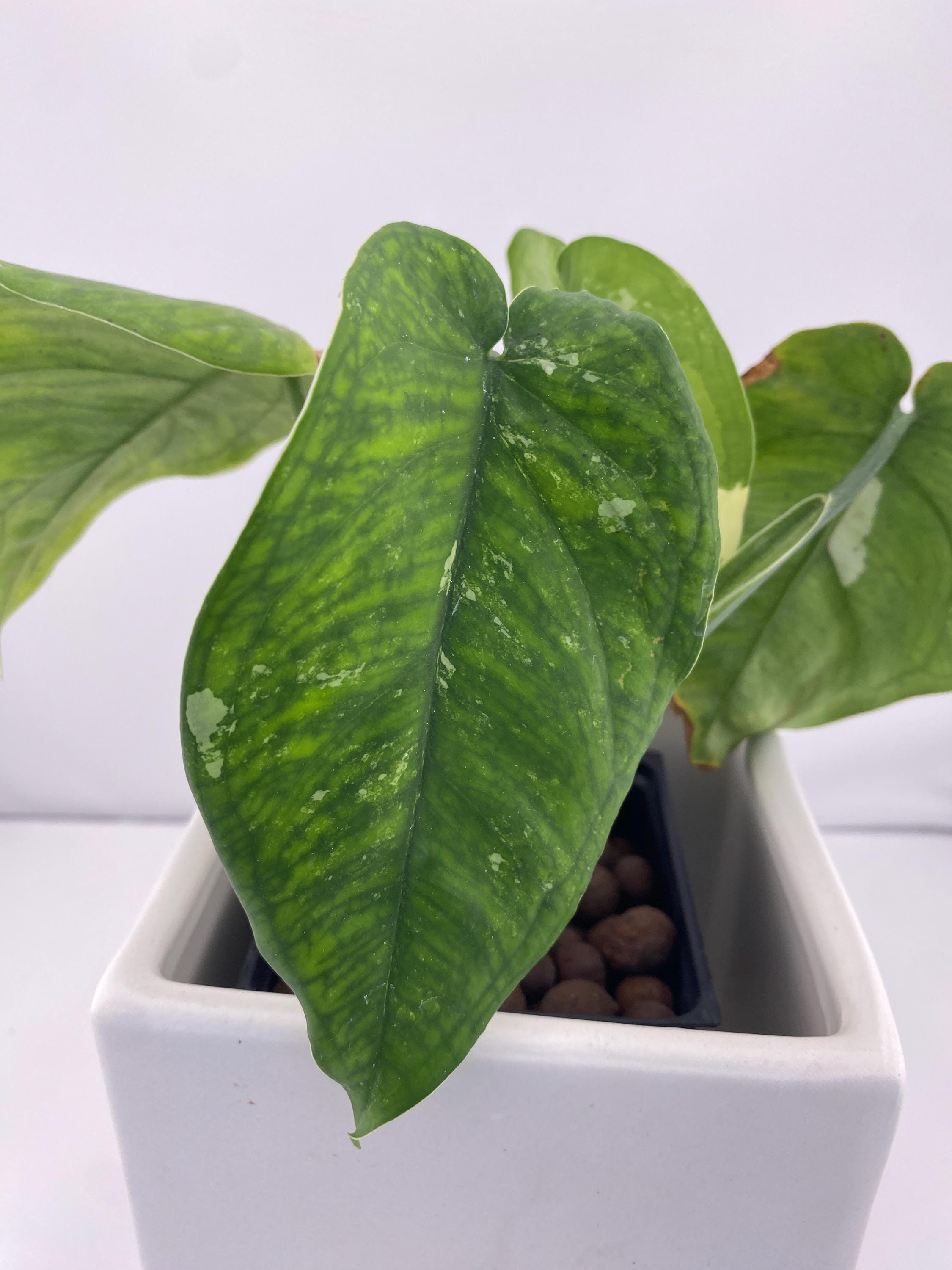 Sygonium Chiapense Variegated Exact Plant