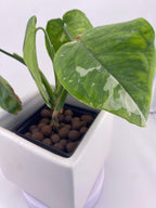 Sygonium Chiapense Variegated Exact Plant