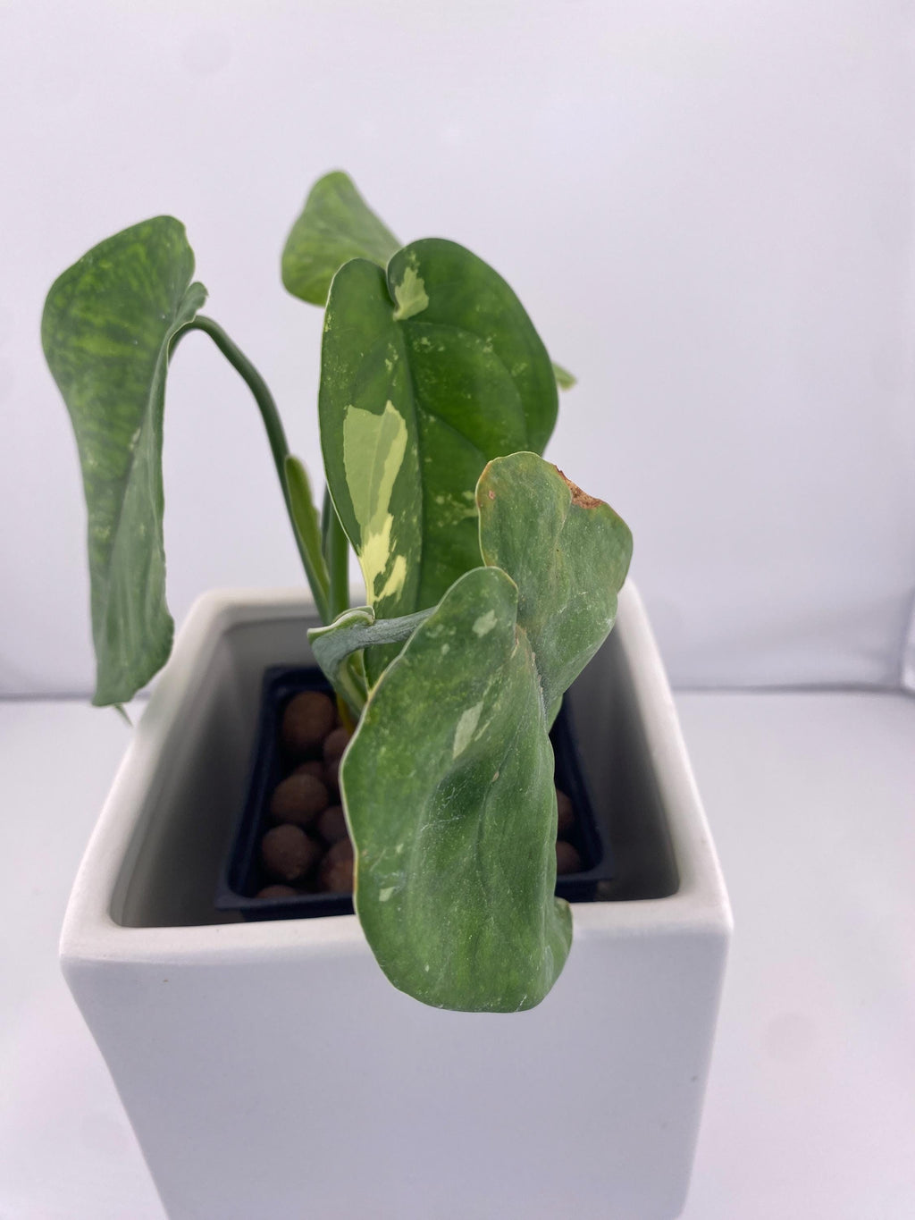 Sygonium Chiapense Variegated Exact Plant