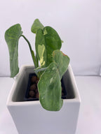 Sygonium Chiapense Variegated Exact Plant