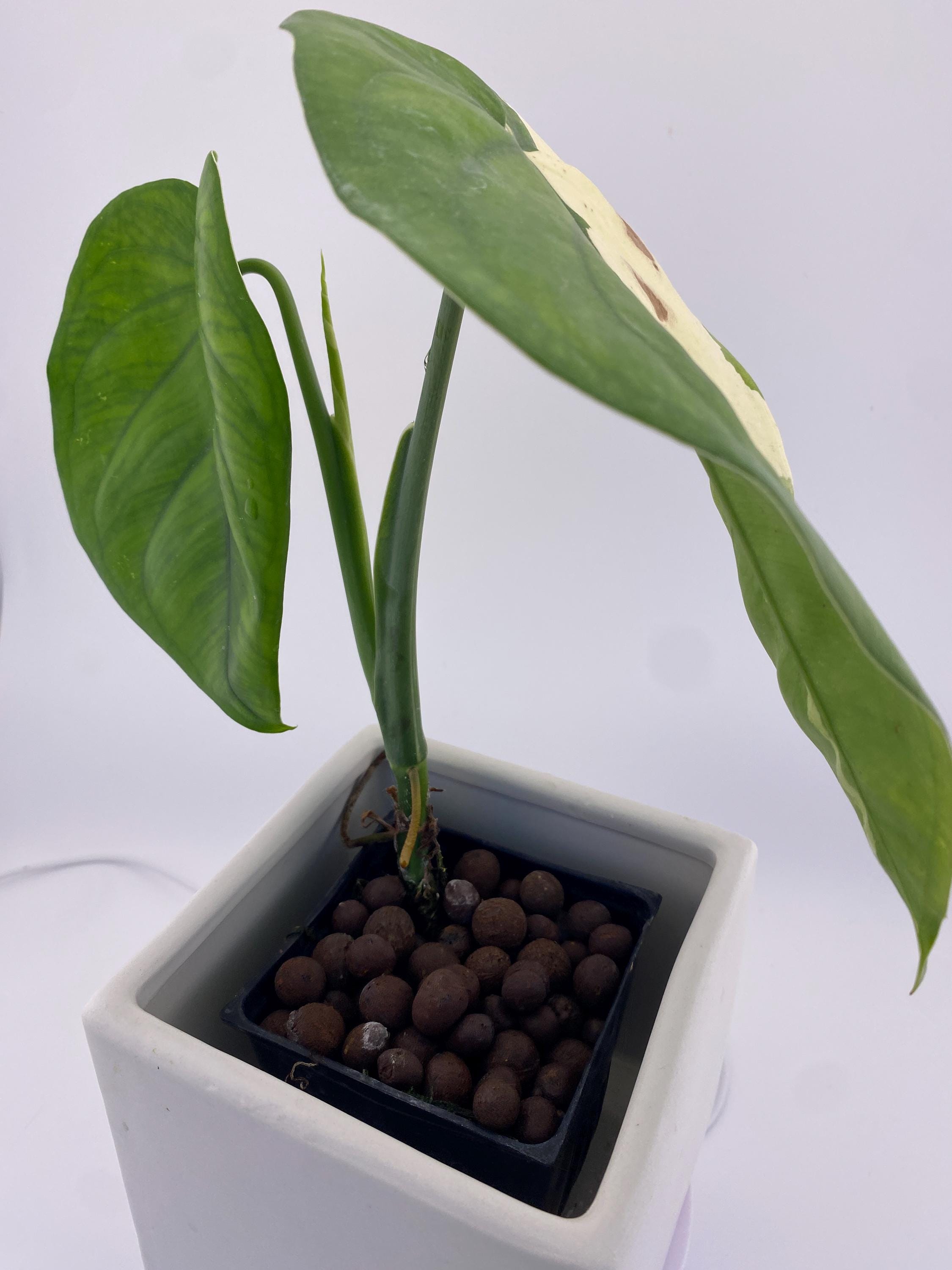 Sygonium Chiapense Variegated Exact Plant