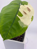 Sygonium Chiapense Variegated Exact Plant