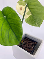 Sygonium Chiapense Variegated Exact Plant