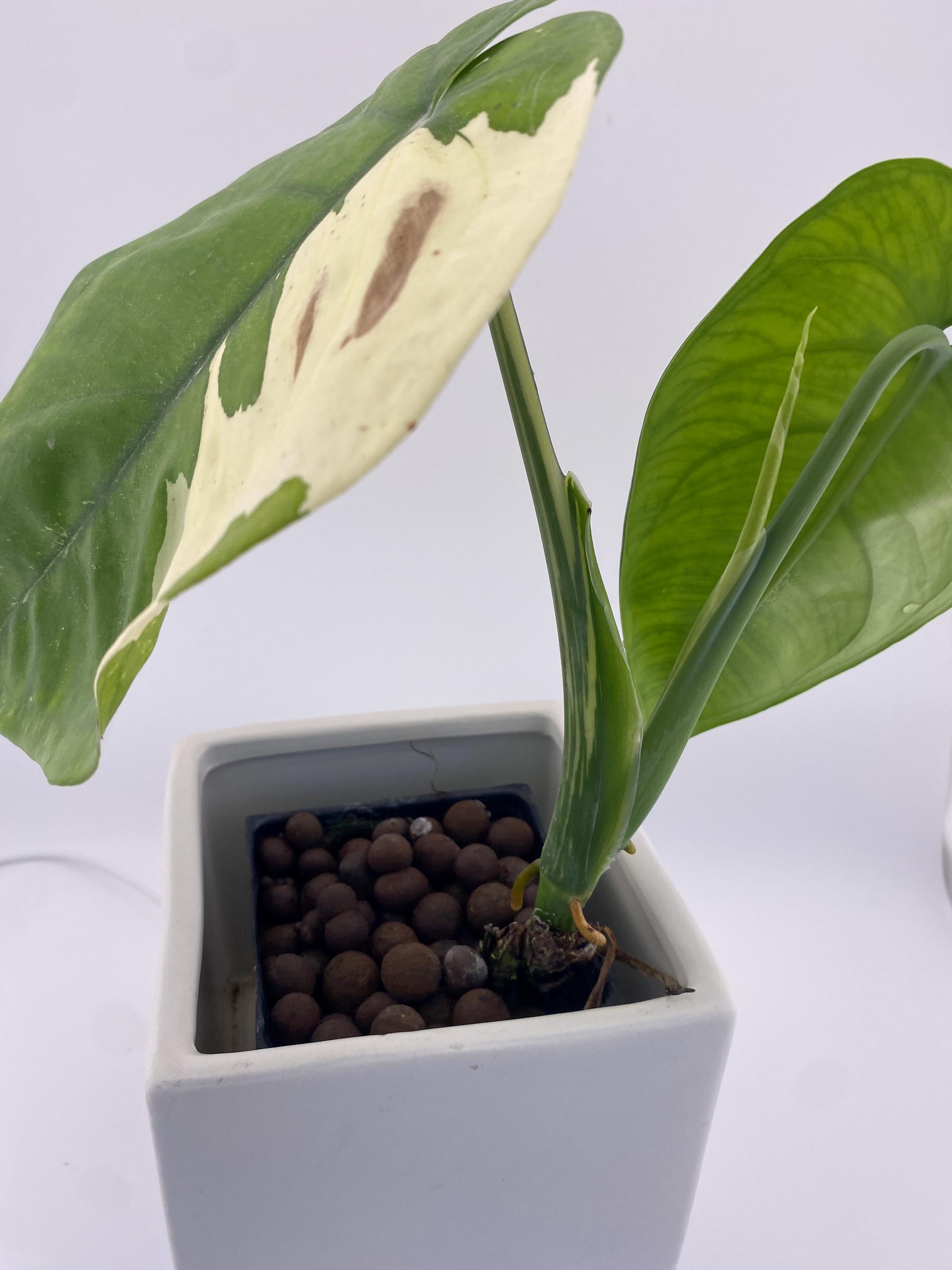 Sygonium Chiapense Variegated Exact Plant