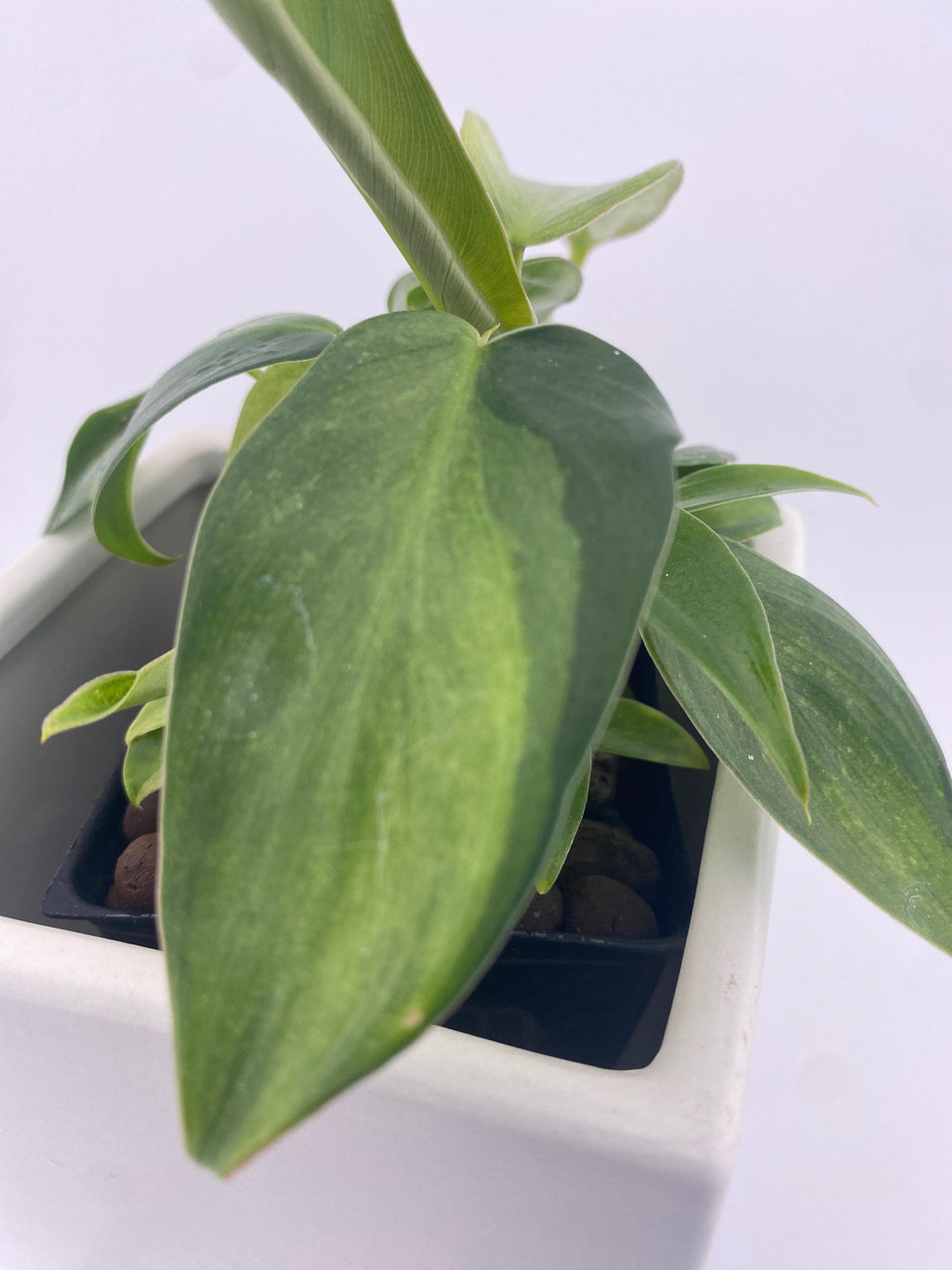Philodendron Variegated Longilobatum * Exact Plant