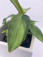Philodendron Variegated Longilobatum * Exact Plant