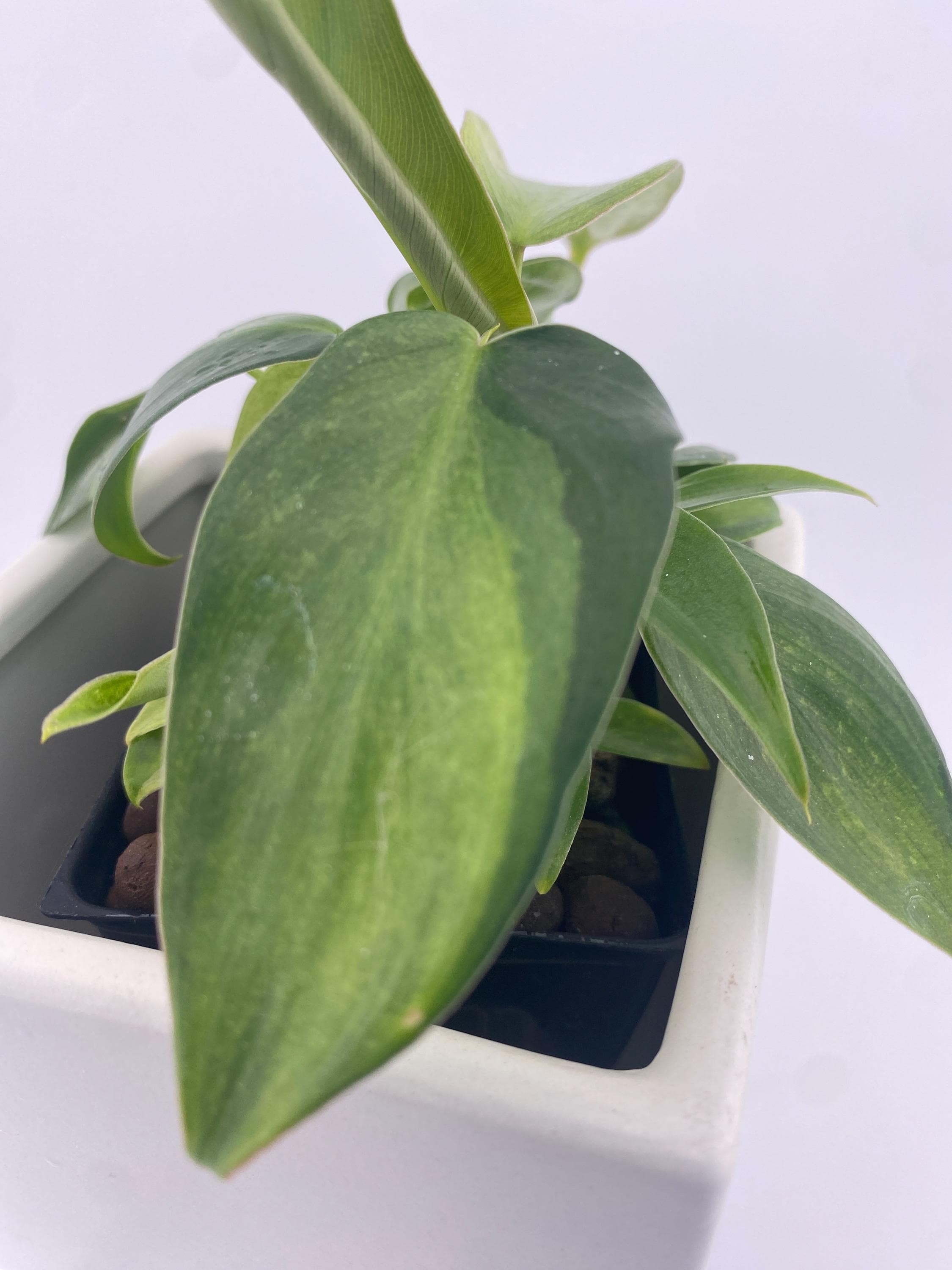 Philodendron Variegated Longilobatum * Exact Plant
