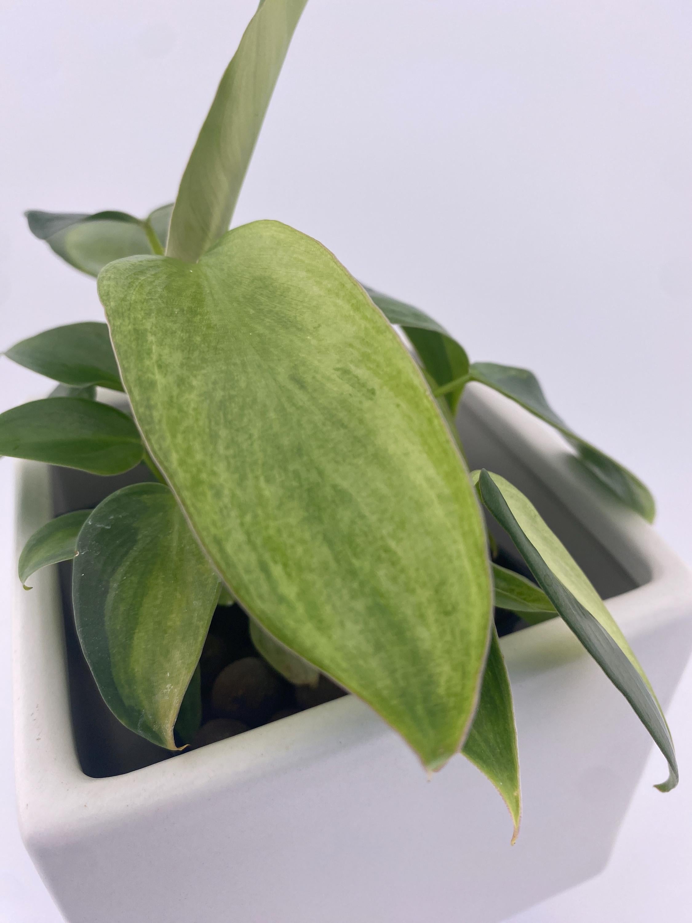 Philodendron Variegated Longilobatum * Exact Plant