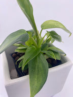 Philodendron Variegated Longilobatum * Exact Plant