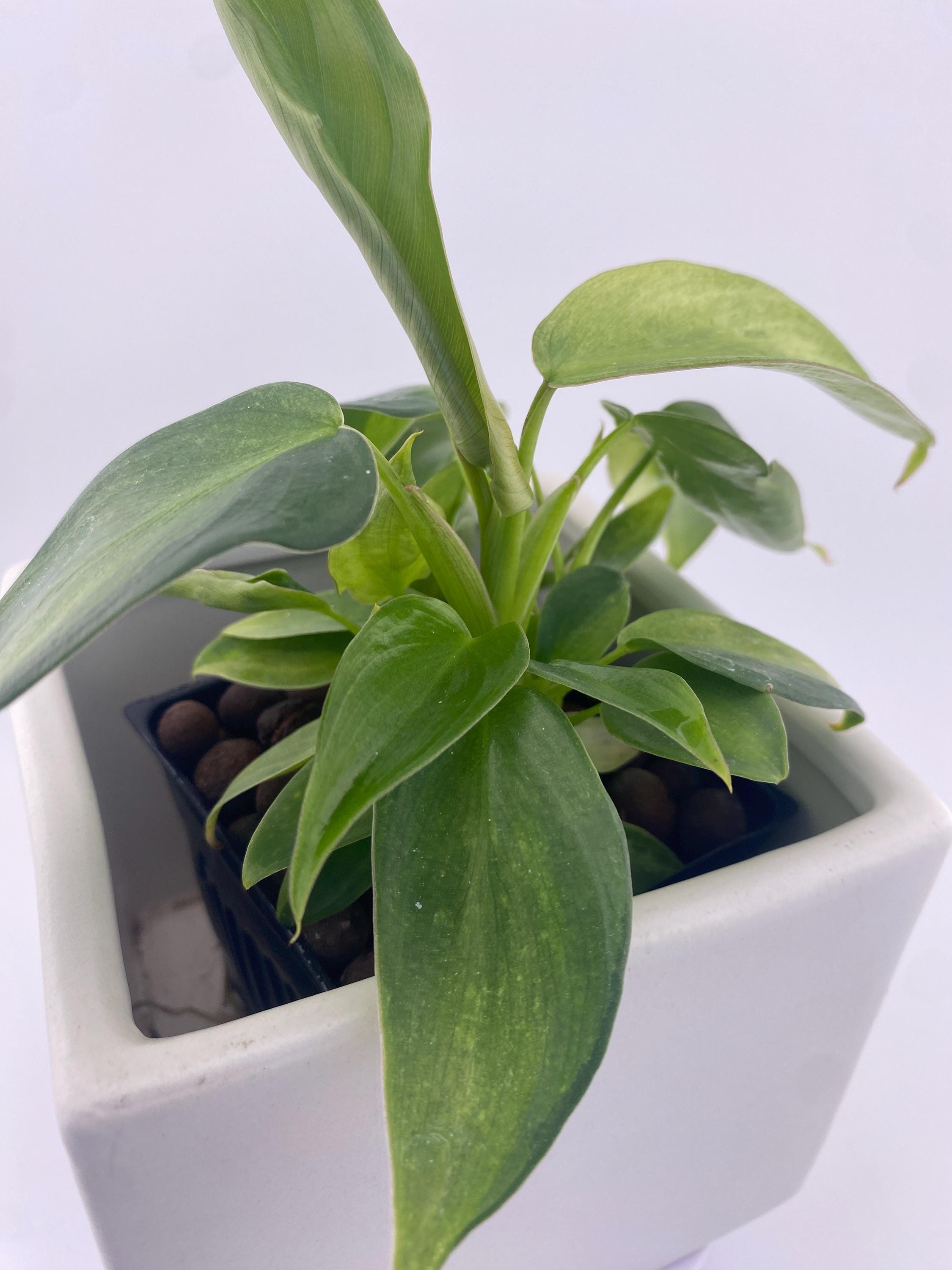 Philodendron Variegated Longilobatum * Exact Plant