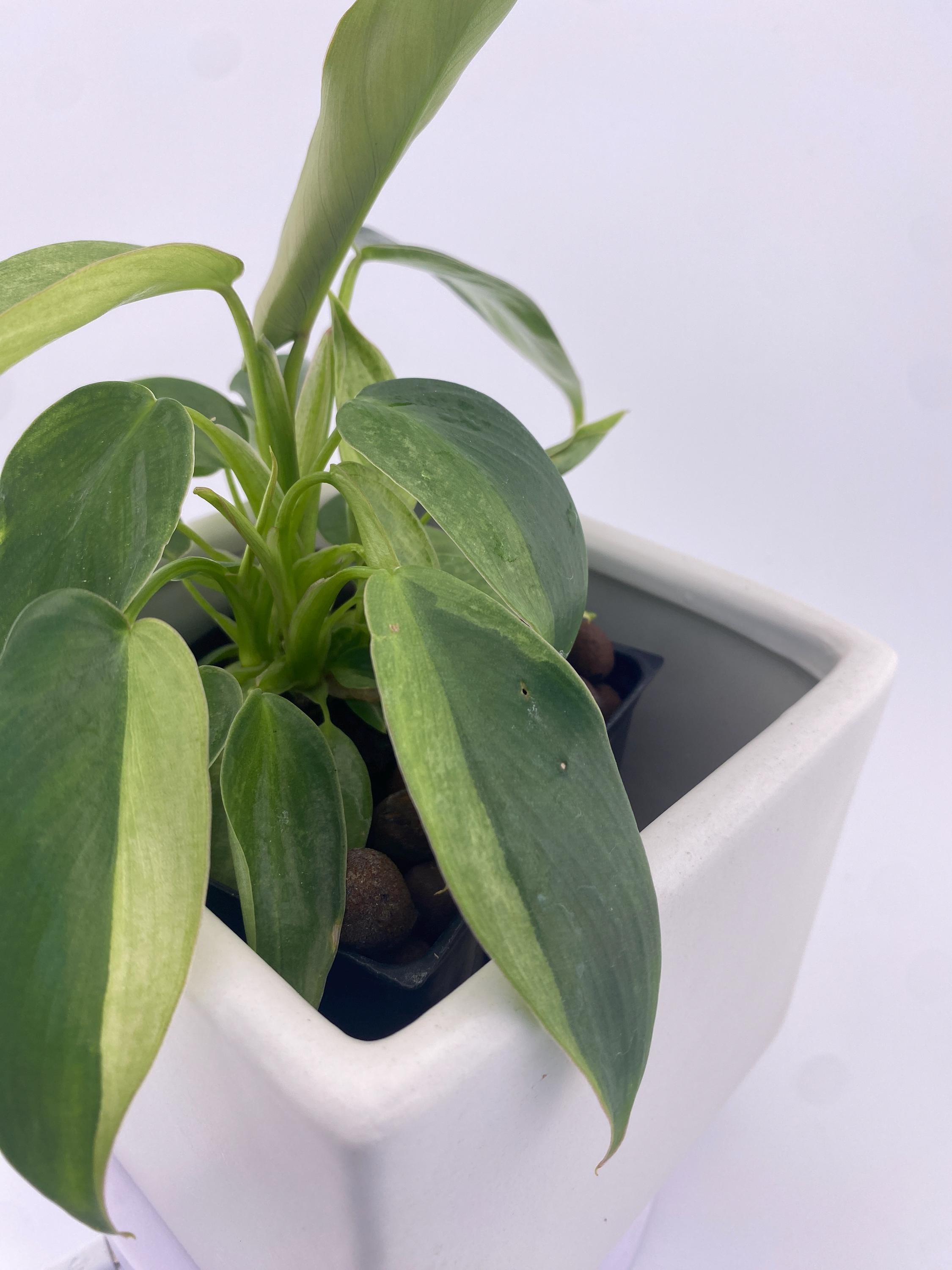 Philodendron Variegated Longilobatum * Exact Plant