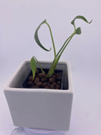 Monstera Burle Marx Flame, exact young plant