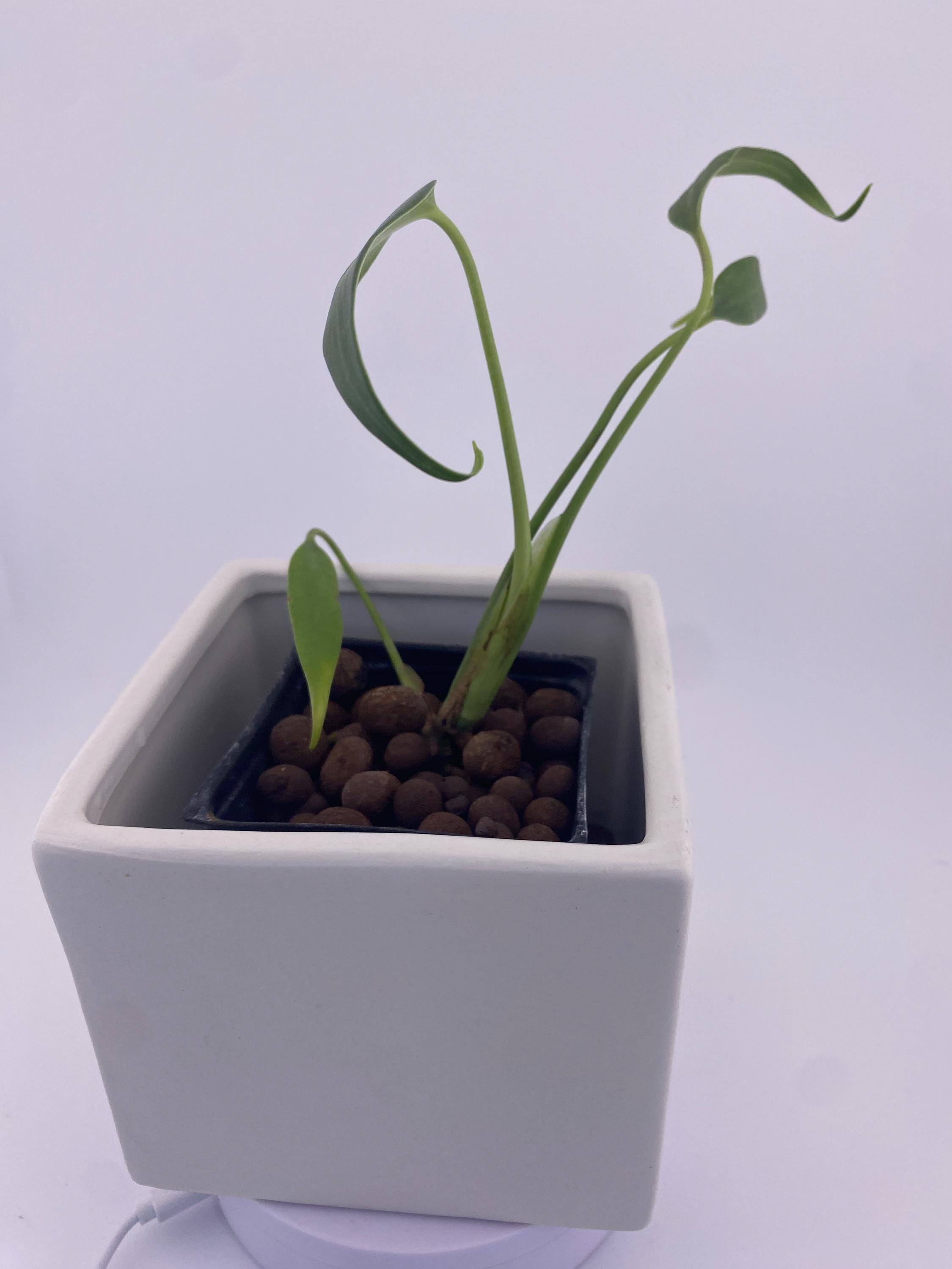 Monstera Burle Marx Flame, exact young plant