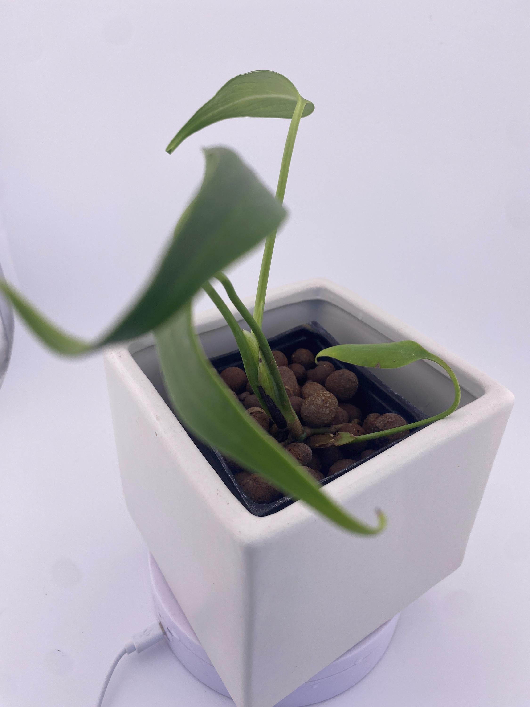 Monstera Burle Marx Flame, exact young plant