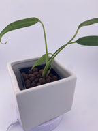 Monstera Burle Marx Flame, exact young plant