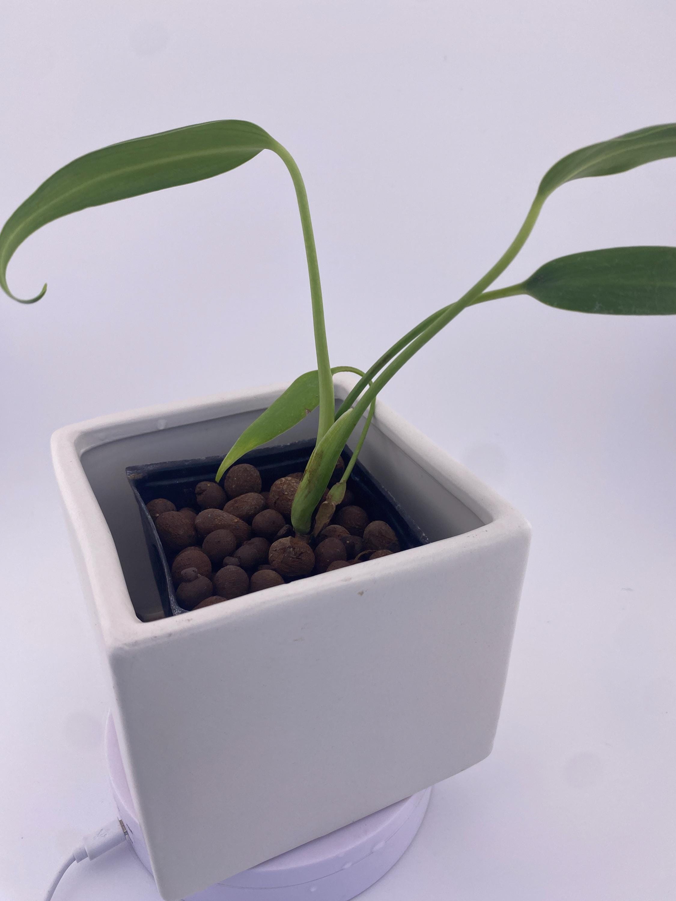 Monstera Burle Marx Flame, exact young plant