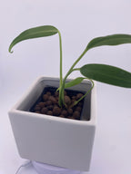 Monstera Burle Marx Flame, exact young plant