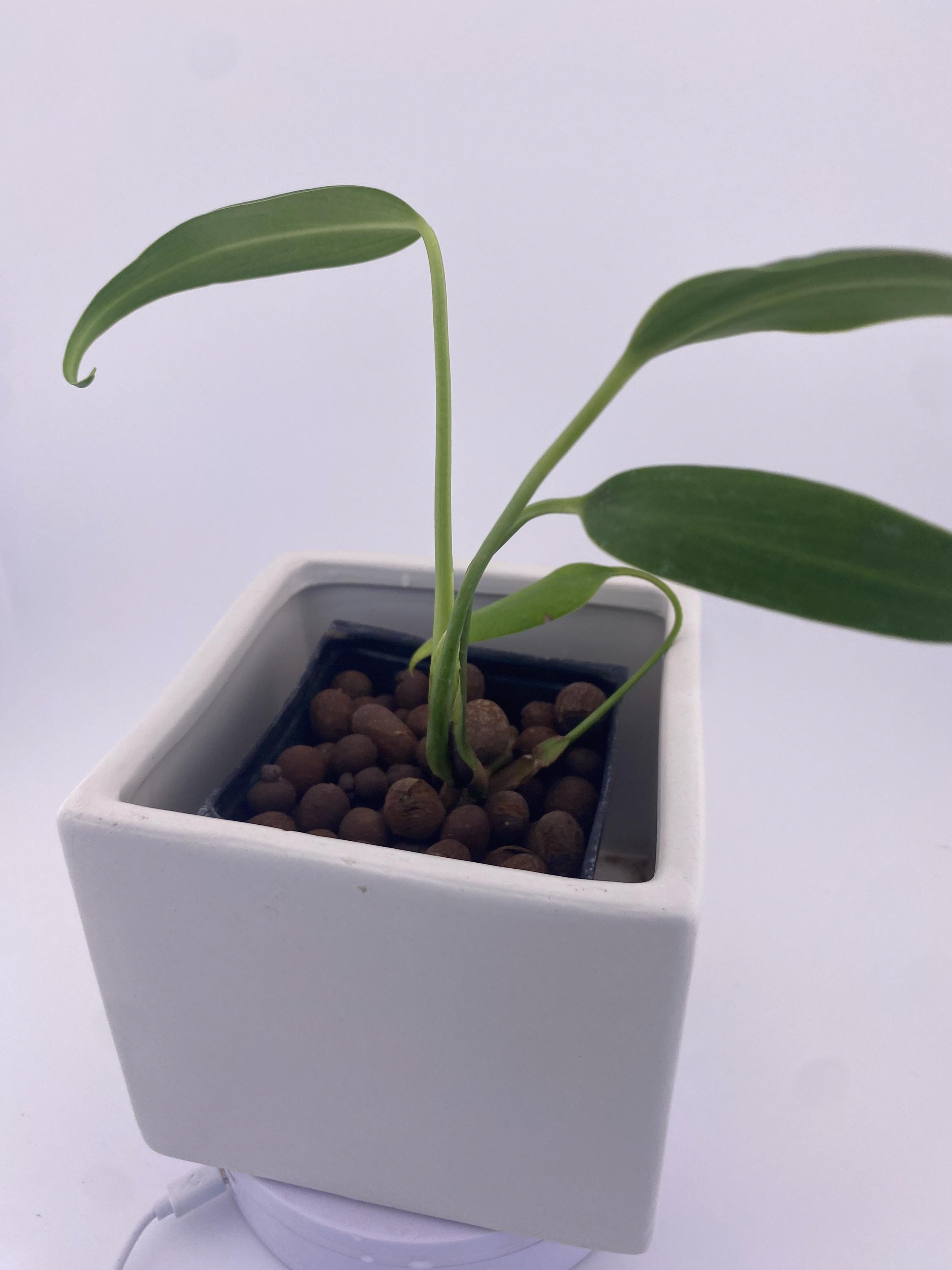 Monstera Burle Marx Flame, exact young plant