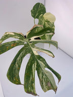 High Variegation Monstera Albo *Exact  Plant*