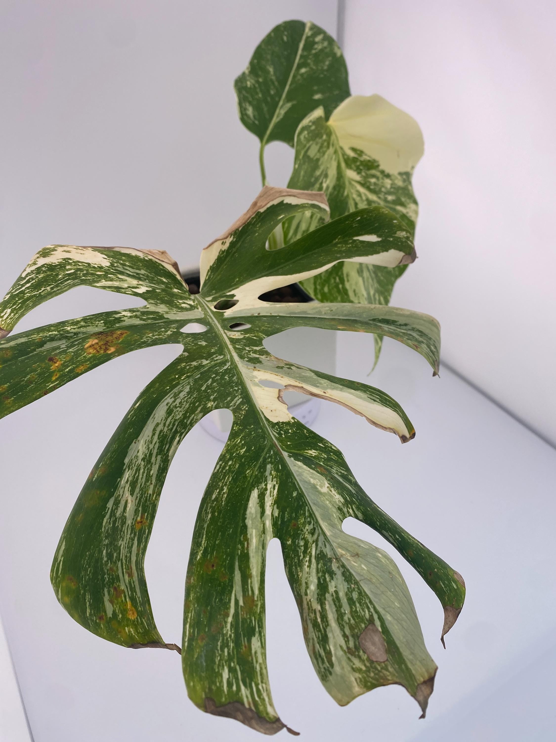 High Variegation Monstera Albo *Exact  Plant*