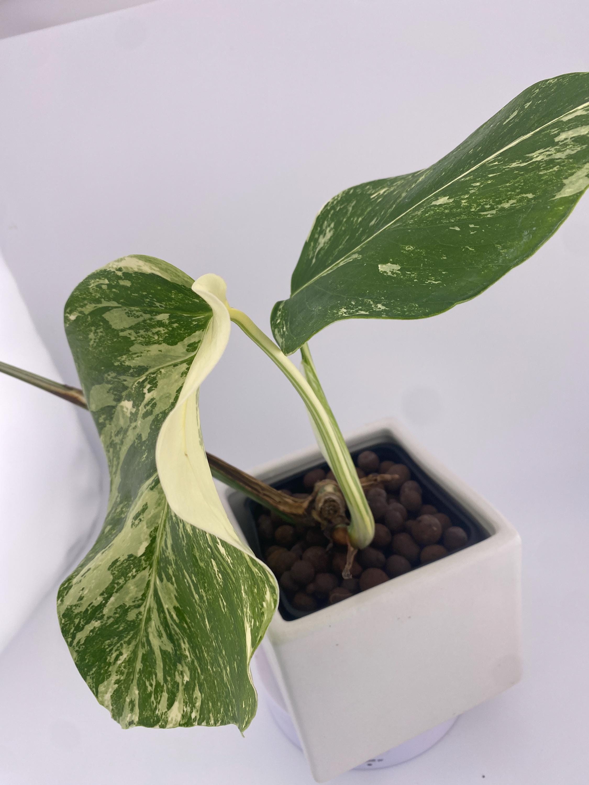 High Variegation Monstera Albo *Exact  Plant*