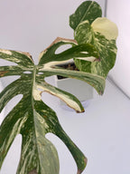 High Variegation Monstera Albo *Exact  Plant*