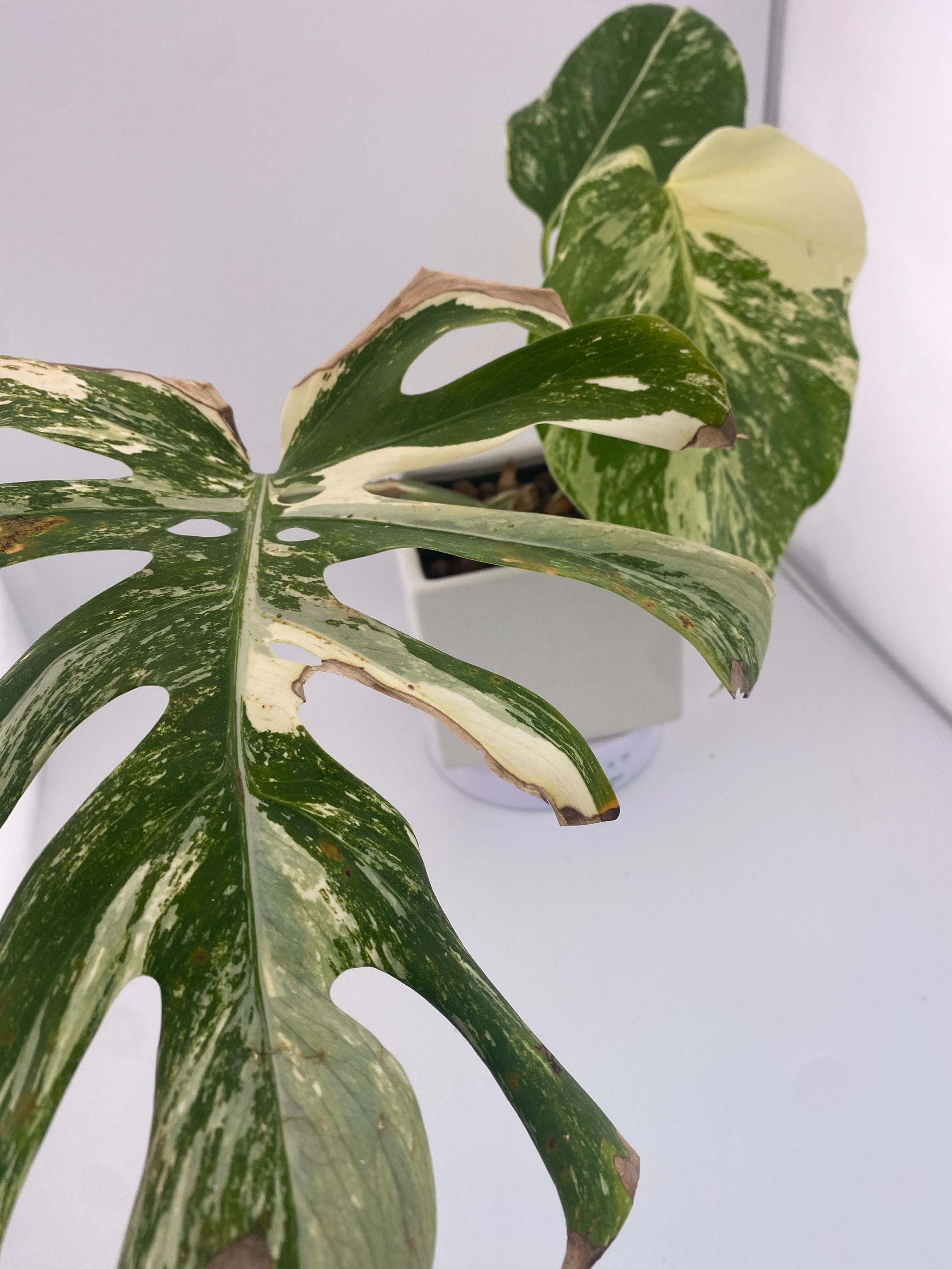 High Variegation Monstera Albo *Exact  Plant*