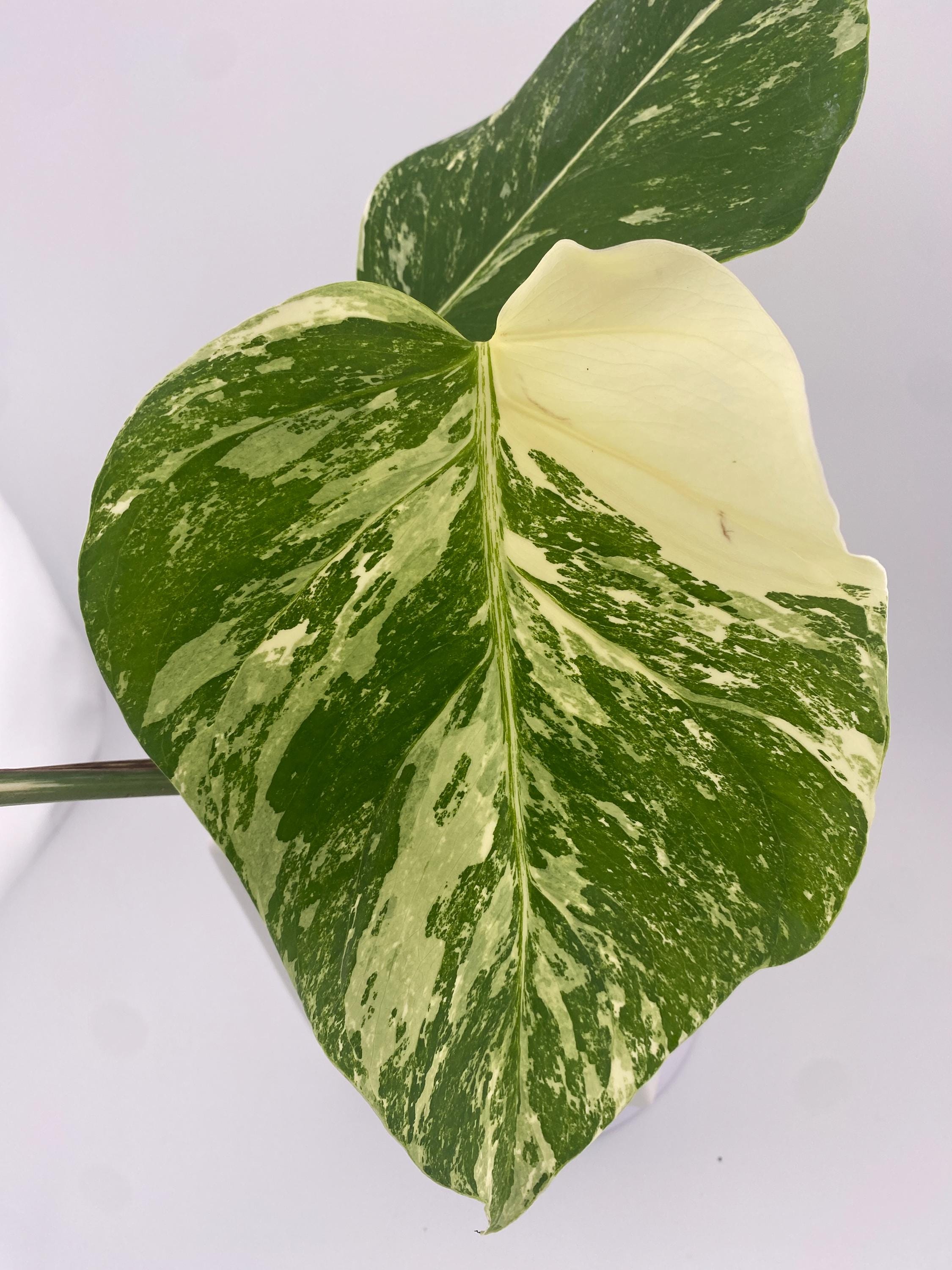 High Variegation Monstera Albo *Exact  Plant*