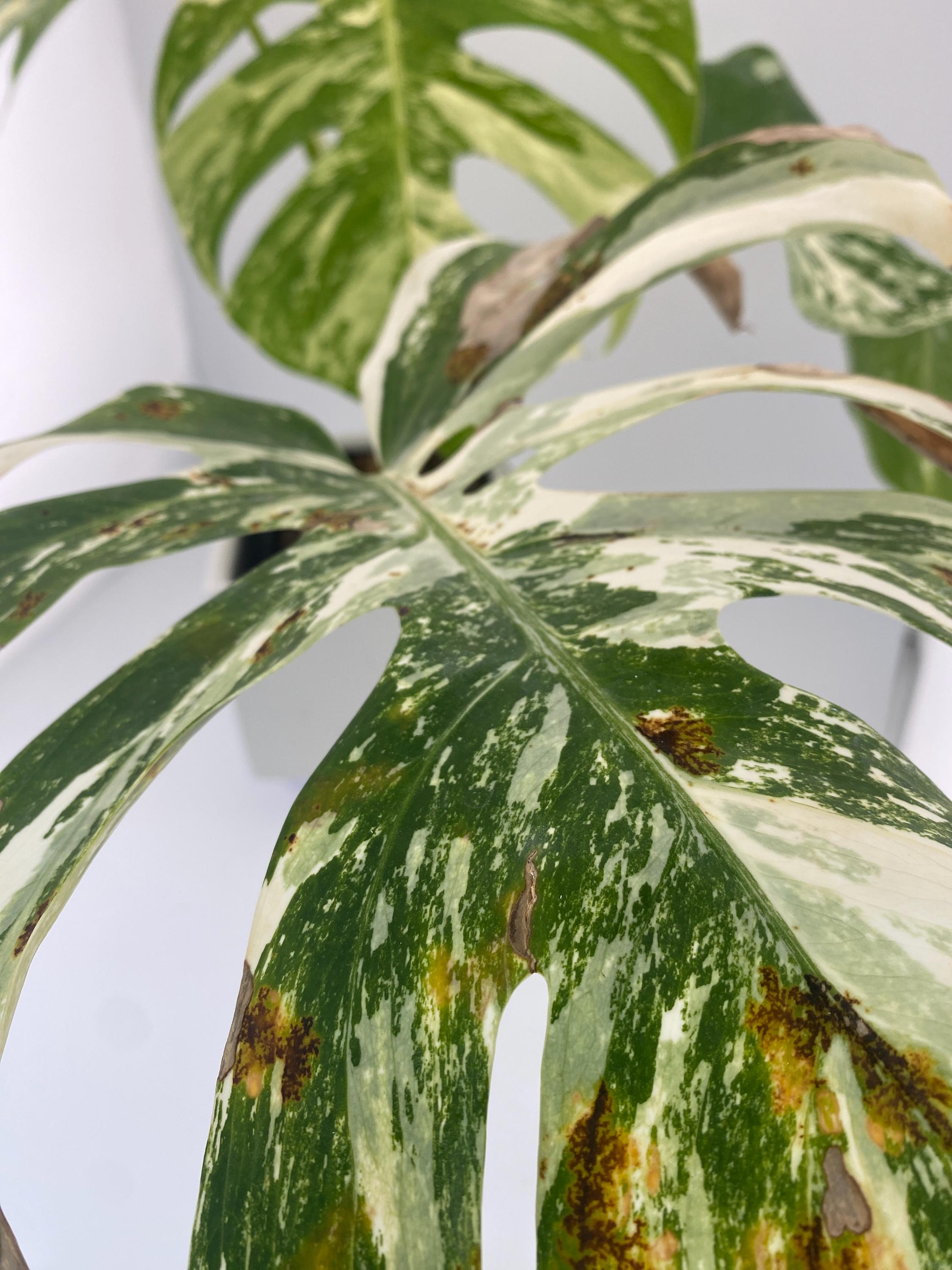 High Variegation Monstera Albo *Exact  Plant*